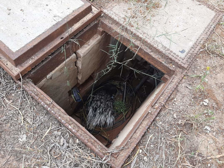 תקועים בלי יכולת לברוח או לאכול