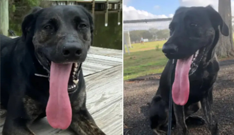 זואי, בעלת הלשון הארוכה בעולם