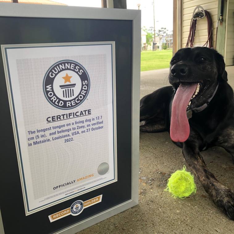 זואי, בעלת הלשון הארוכה בעולם