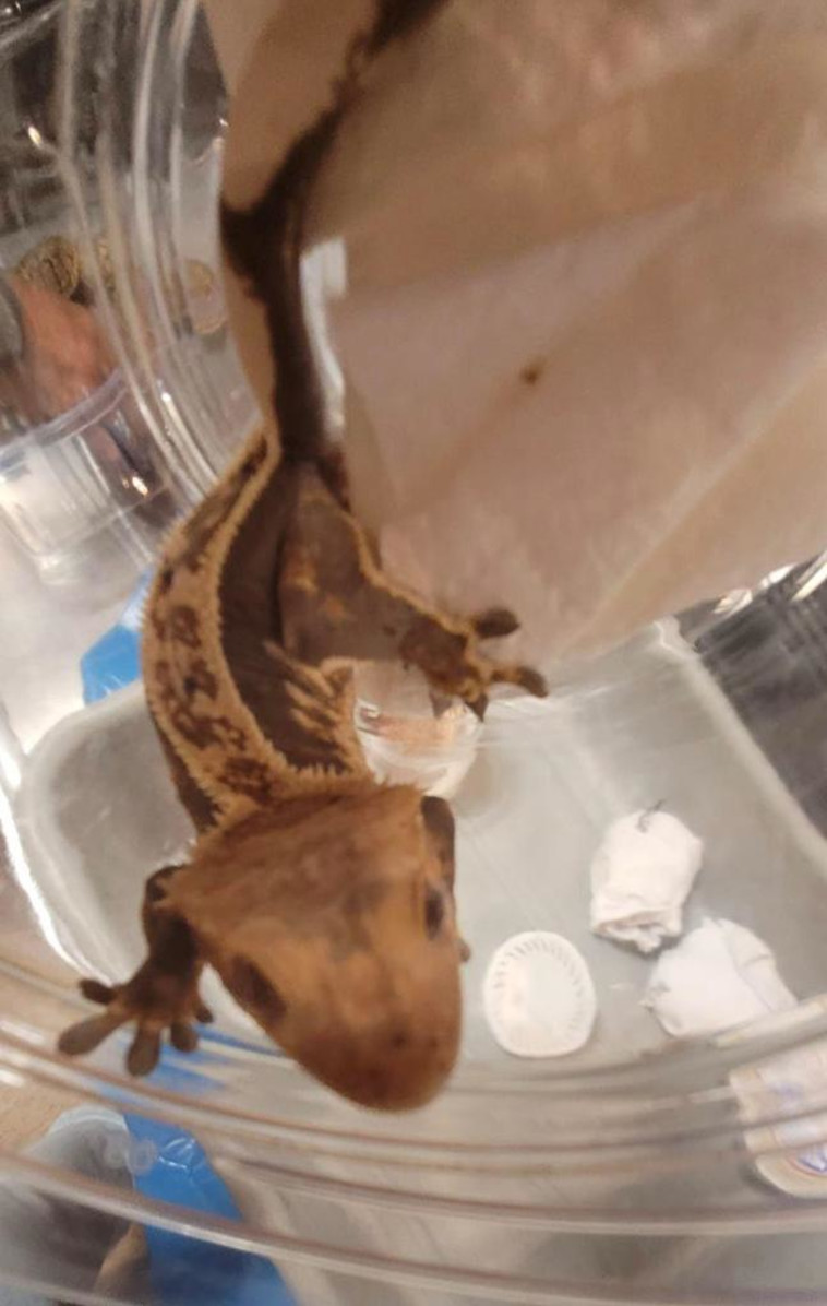 21 חיות מוגנות בנתב''ג