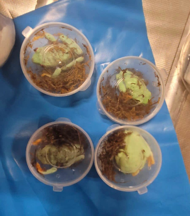 21 חיות מוגנות בנתב''ג