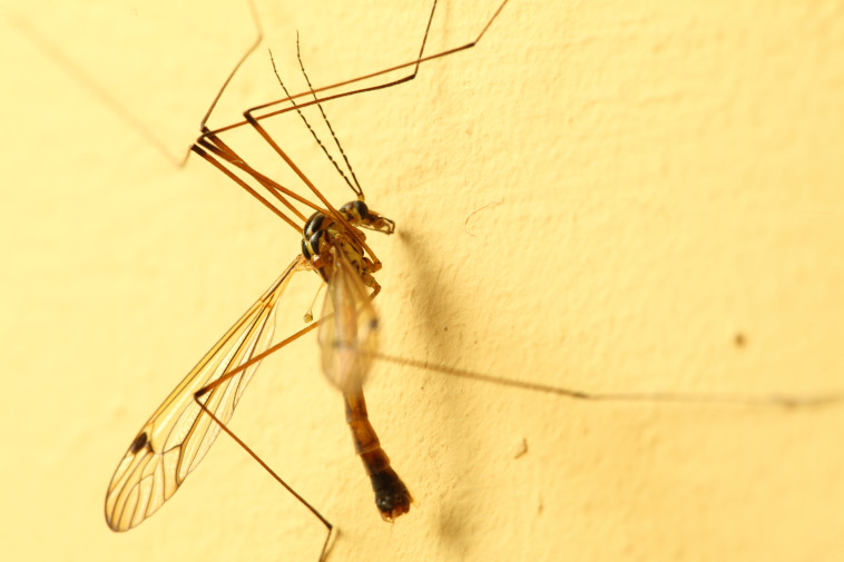 יתושה (צילום: אינגאימג')