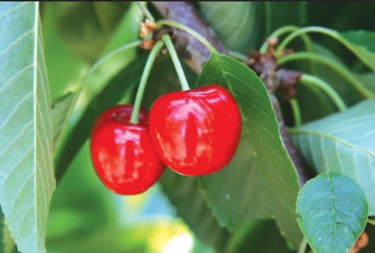 דובדבנים בקטיף אודם