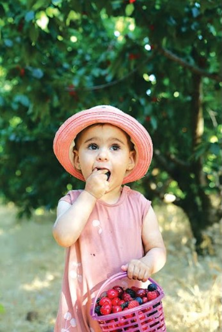 חוות הסוס והדובדבן קטיף עצמי