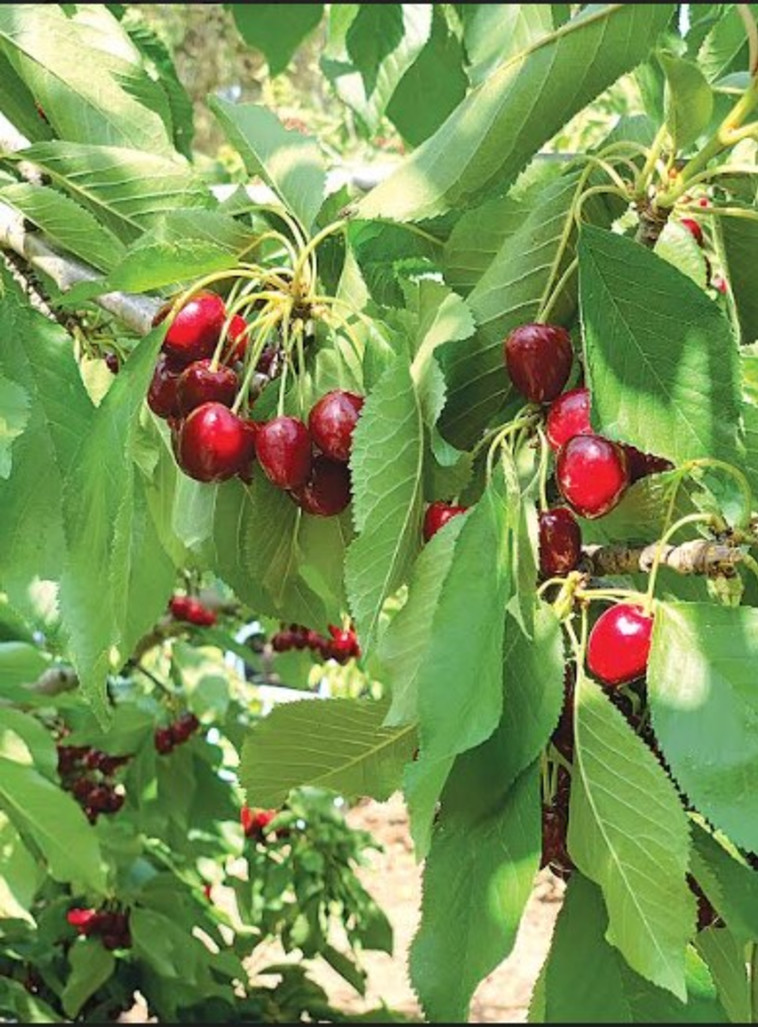 הבוסתן של מוטי