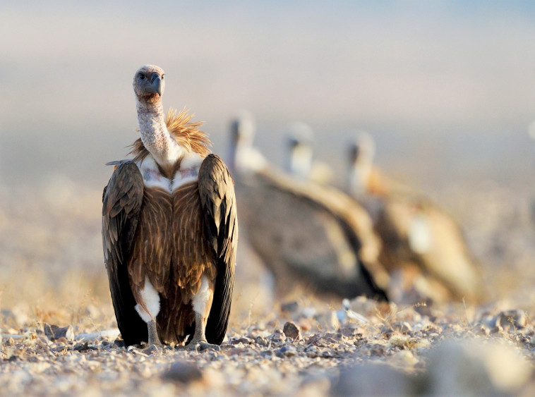 בסכנת הכחדה. נשר 
