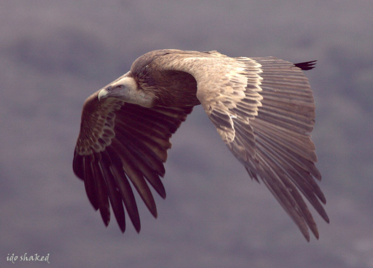 נשר במעופו. נותרו רק 200 כאלה בישראל