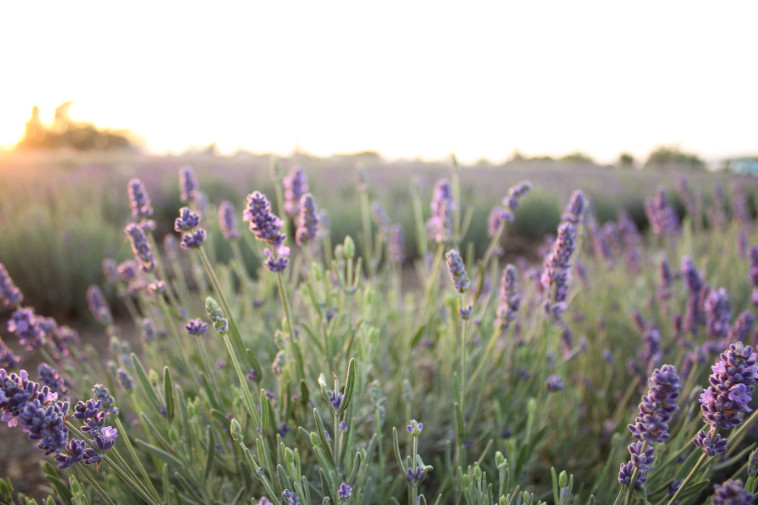עזיזו לבנדר מושב כנף. הביקור והסיור ללא עלות בתיאום מראש 