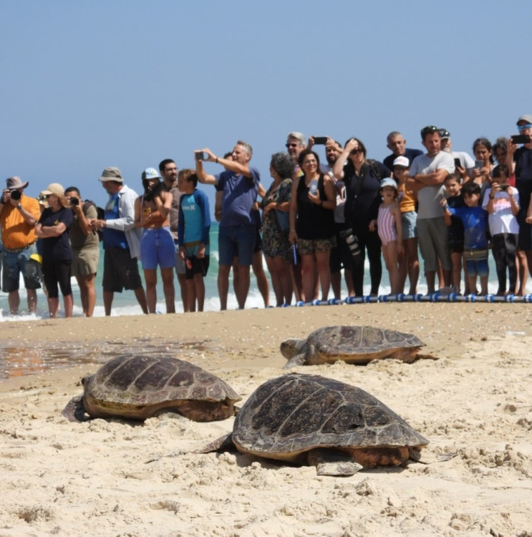 צבי ים משוחררים בחזרה לטבע לאחר תקופת שיקום