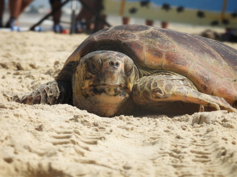 צב ים ששוחרר לטבע לאחר תקופת שיקום במרכז הארצי להצלת צבי ים