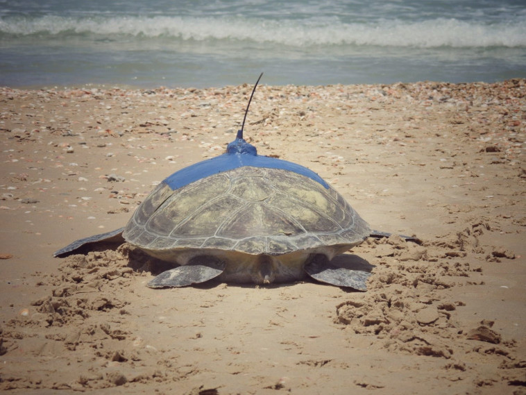 צב ים ועליו משדר, לאחר ששוחרר לטבע 