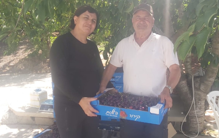 בני הזוג איברהים במטע הדובדבנים בצפון רמת הגולן