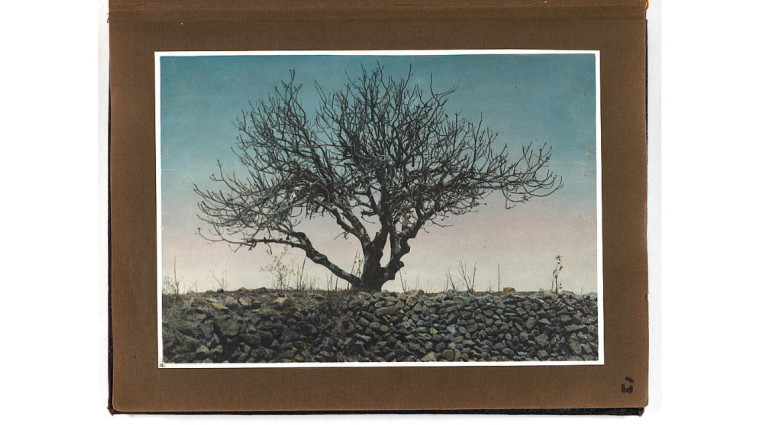 מכת הארבה (צילום: מכת הארבה, 1915, צלמי אמריקן קולוני, באדיבות ספריית הקונגרס, וושינגטון)