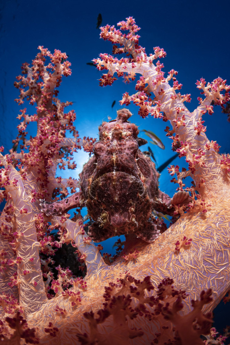 מתוך תערוכת צילומי הטבע במוזיאון ארץ ישראל תל אביב