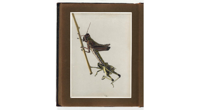 מכת הארבה, 1915