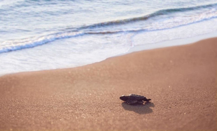Antalya Kaş Patara Beach