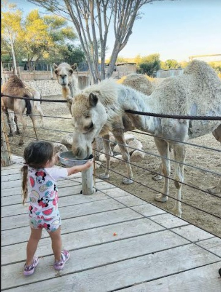 האכלה (צילום: מיטל שרעבי)