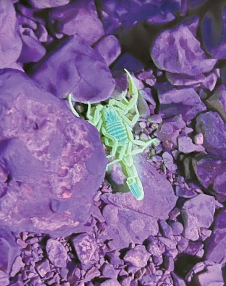 סיור בעקבות עקרבים