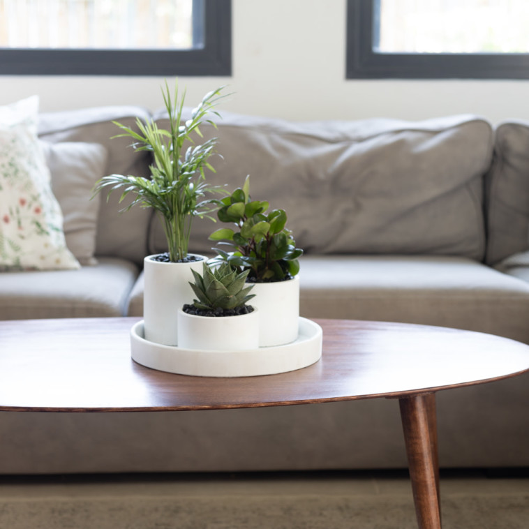 הרכיבו את העציץ המושלם בשבילכם