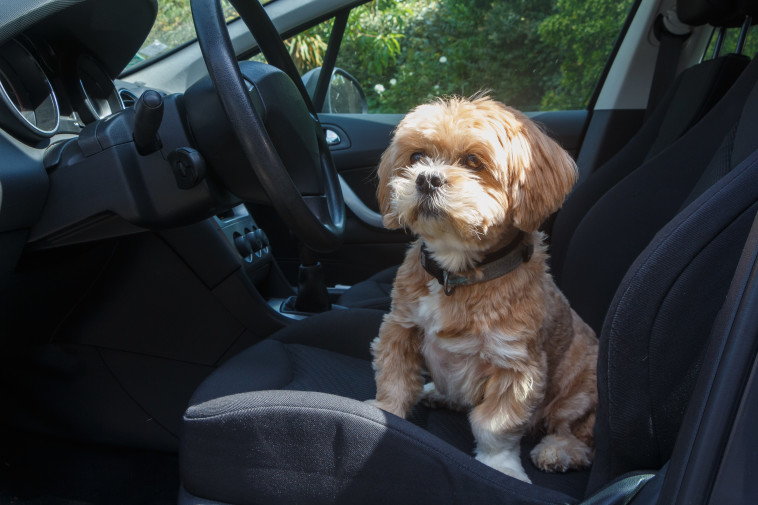 תנו לכלבכם לחקור את המכונית בעודה בחנייה (צילום: אינגאימג')