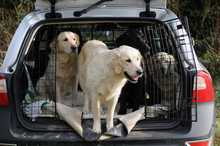 כלבים ברכב (צילום: אינגאימג')