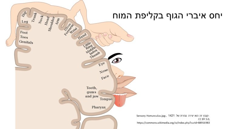 יחס איברי הגוף בקליפת המוח (צילום: לאונרדו דניאל)