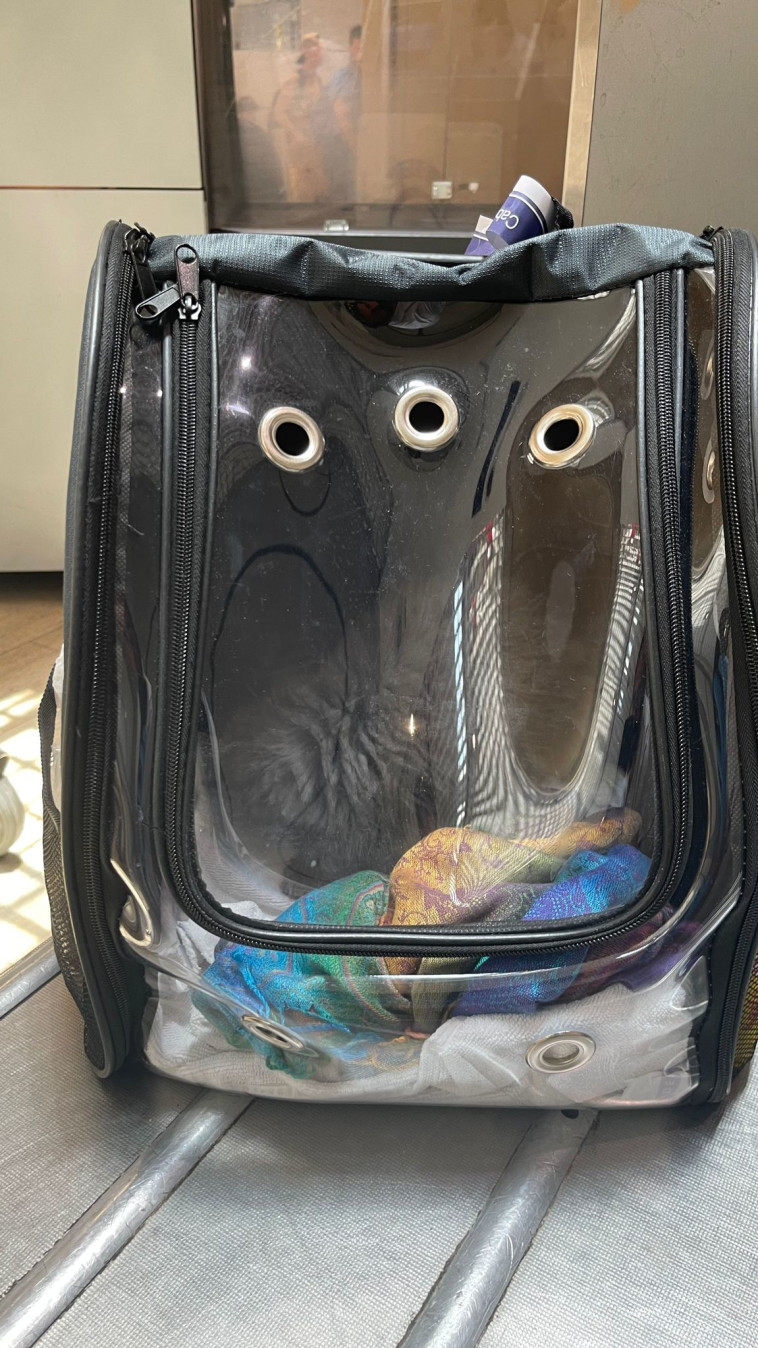 החתול שהוברח לישראל והוחזר לארץ המקור