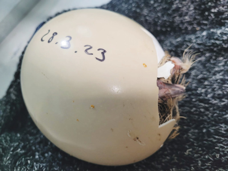 אפרוח היען שבקע