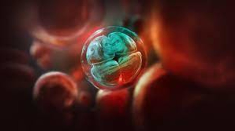 מלך השיבוטים