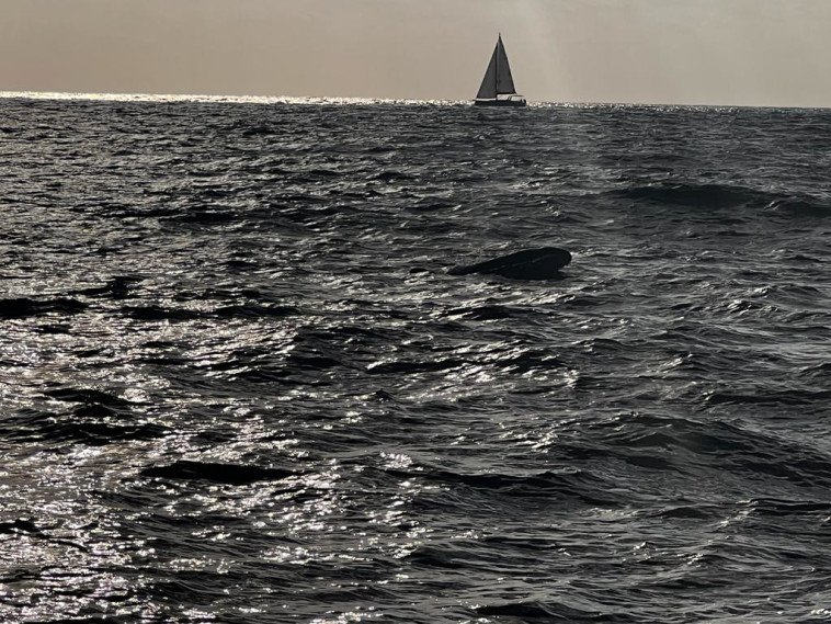 להקת דולפינים ממין עב-שן קטלני מול חופי הרצליה (צילום: אורי אגר)