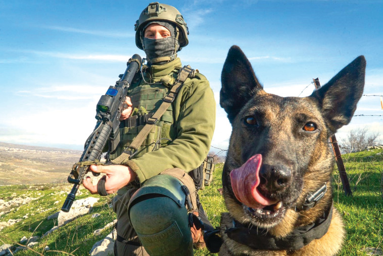 כלבי השירות נשכחים