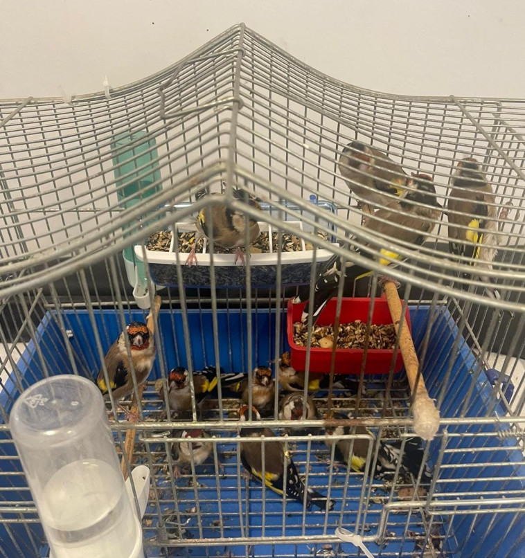 חוחיות מוגנות שנתפסו במזרח ירושלים