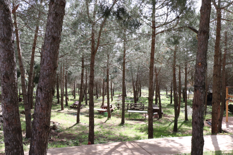 החורשה בה יקום המתחם החדש 