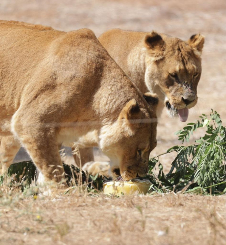 אריות אוכלים ארטיקים (צילום: אבשלום ששוני)