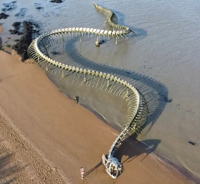 נחש על הים, צרפת