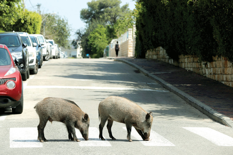 חזירי הבר בחיפה (צילום: רויטרס)