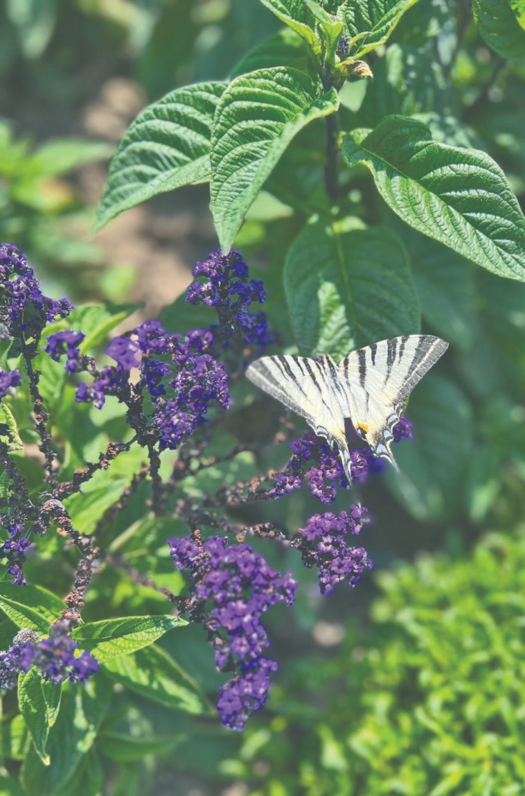 הגן הבוטני בבלצ'יק