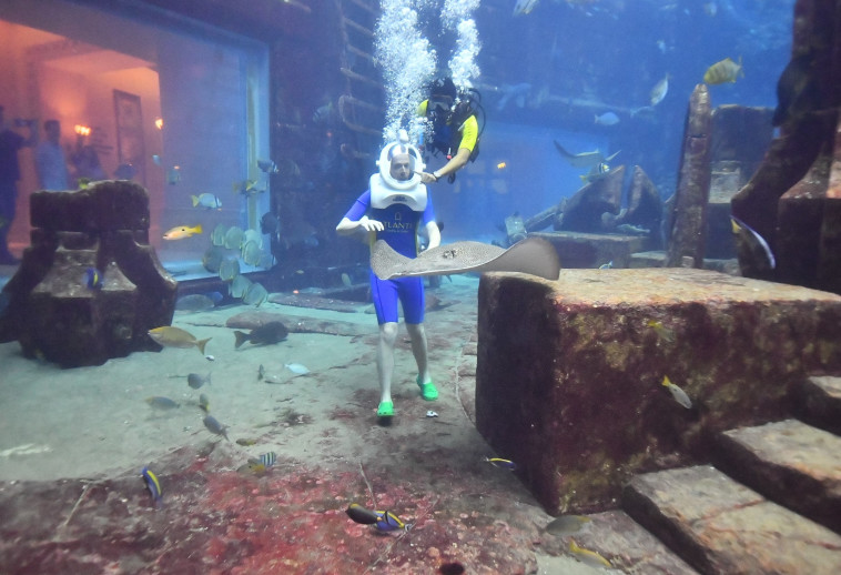 צלילה באקווריום האמבסדור, דובאי