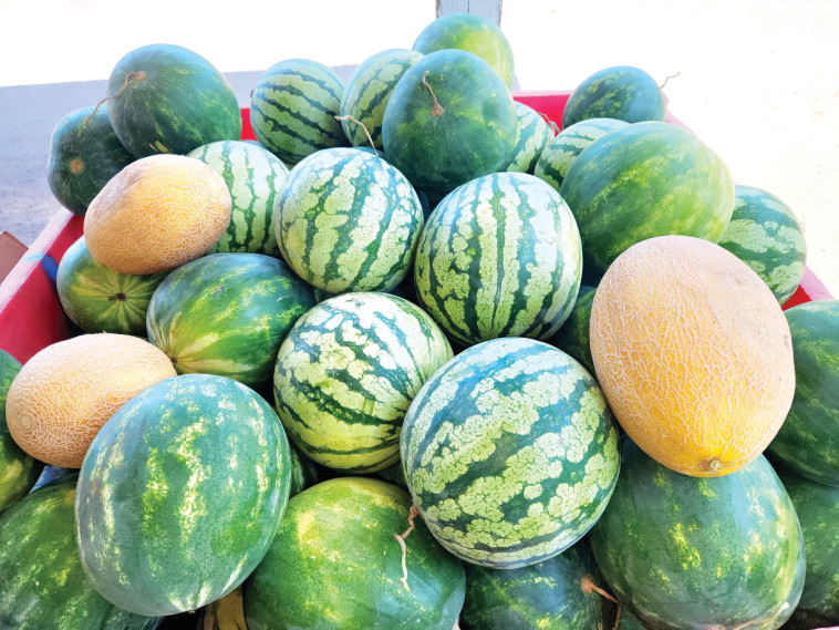 אבטיחים אורגאניים של משק שדה ירוק 