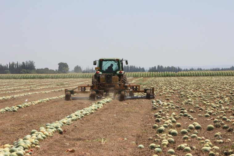 איסוף אבטיחי מללי לגרעינים 