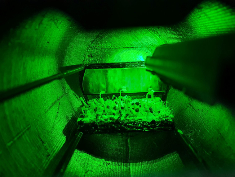 תמונת תלת מימד של גרסת התא