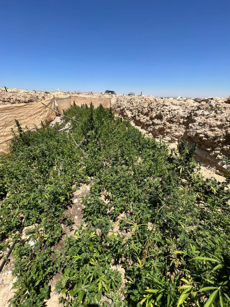 חממות הקנאביס בשטח אש בדרום הארץ