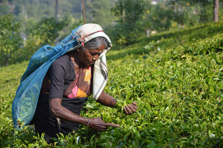 שדות תה בסרי לנקה (צילום: ספיריט)