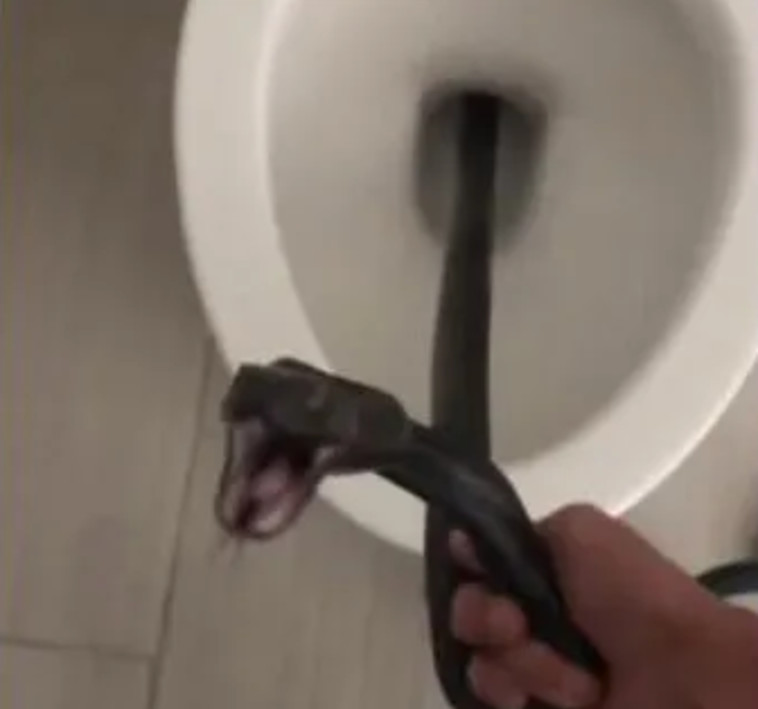 מצאה נחש באסלה בבית