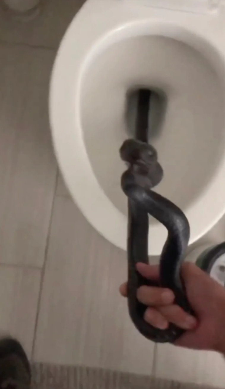 רגע לכידת הנחש