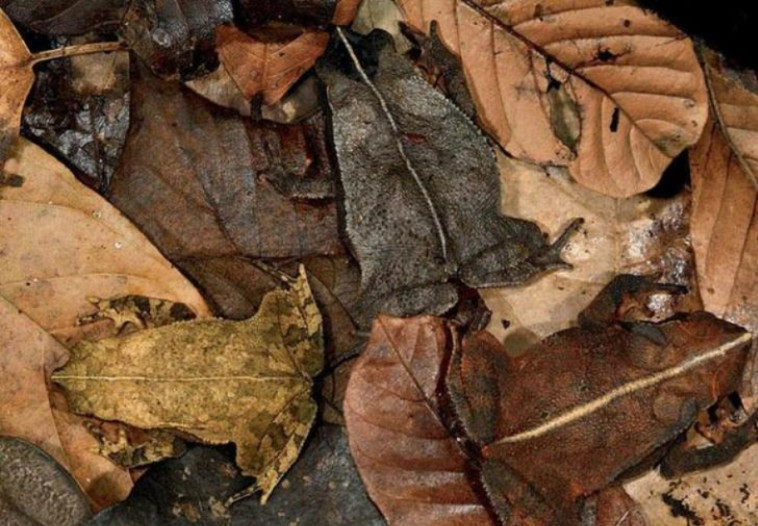 כמה צפרדעים אתם רואים בתמונה?