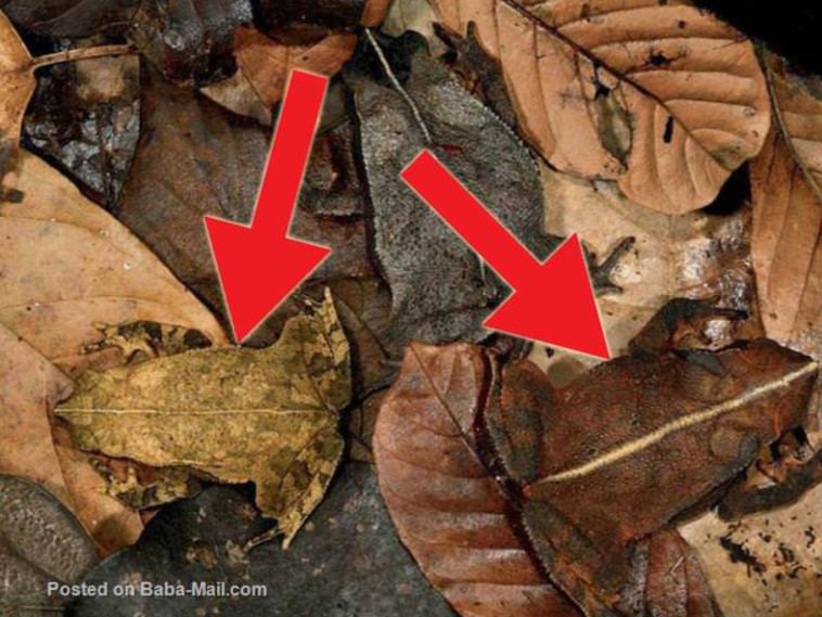 3 צפרדעים בסך הכל