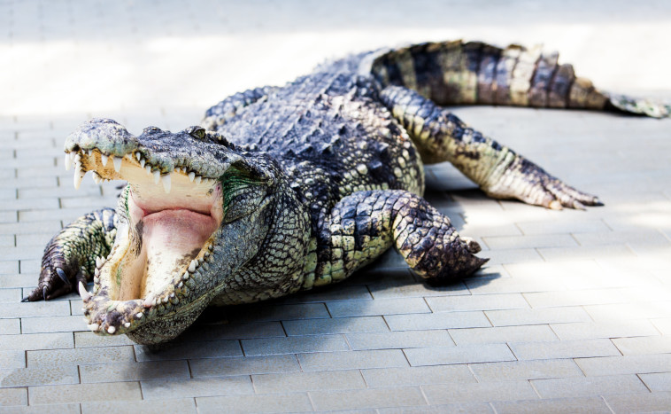 תנין, אילוסטרציה