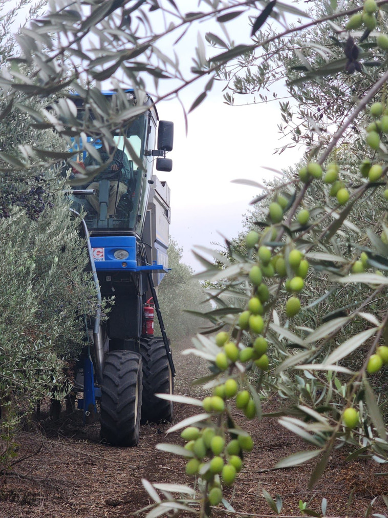 שלושה זנים של זיתים: ארבקינה , קורונייקי וקורטינה. משק הילמן