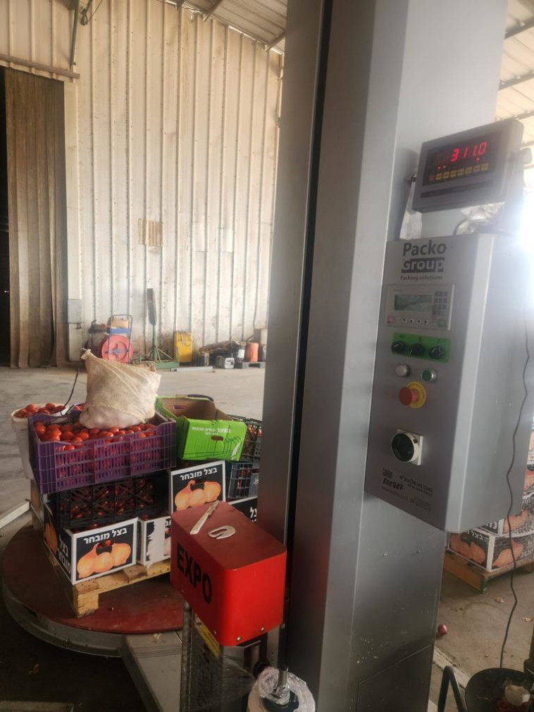 311 קילוגרם עגבניות גנובות